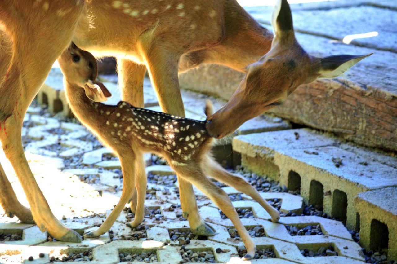 Howard Beach Resort Kenting Exterior photo Deer