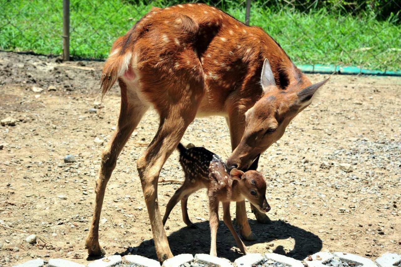 Howard Beach Resort Kenting Exterior photo A sambar deer with its fawn
